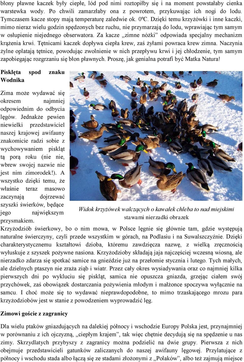 Dzięki temu krzyżówki i inne kaczki, mimo nieraz wielu godzin spędzonych bez ruchu, nie przymarzają do lodu, wprawiając tym samym w osłupienie niejednego obserwatora.