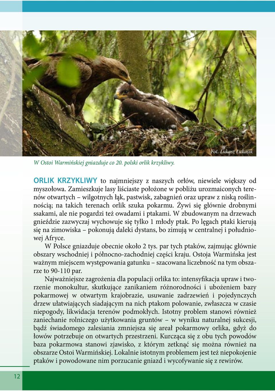 Żywi się głównie drobnymi ssakami, ale nie pogardzi też owadami i ptakami. W zbudowanym na drzewach gnieździe zazwyczaj wychowuje się tylko 1 młody ptak.