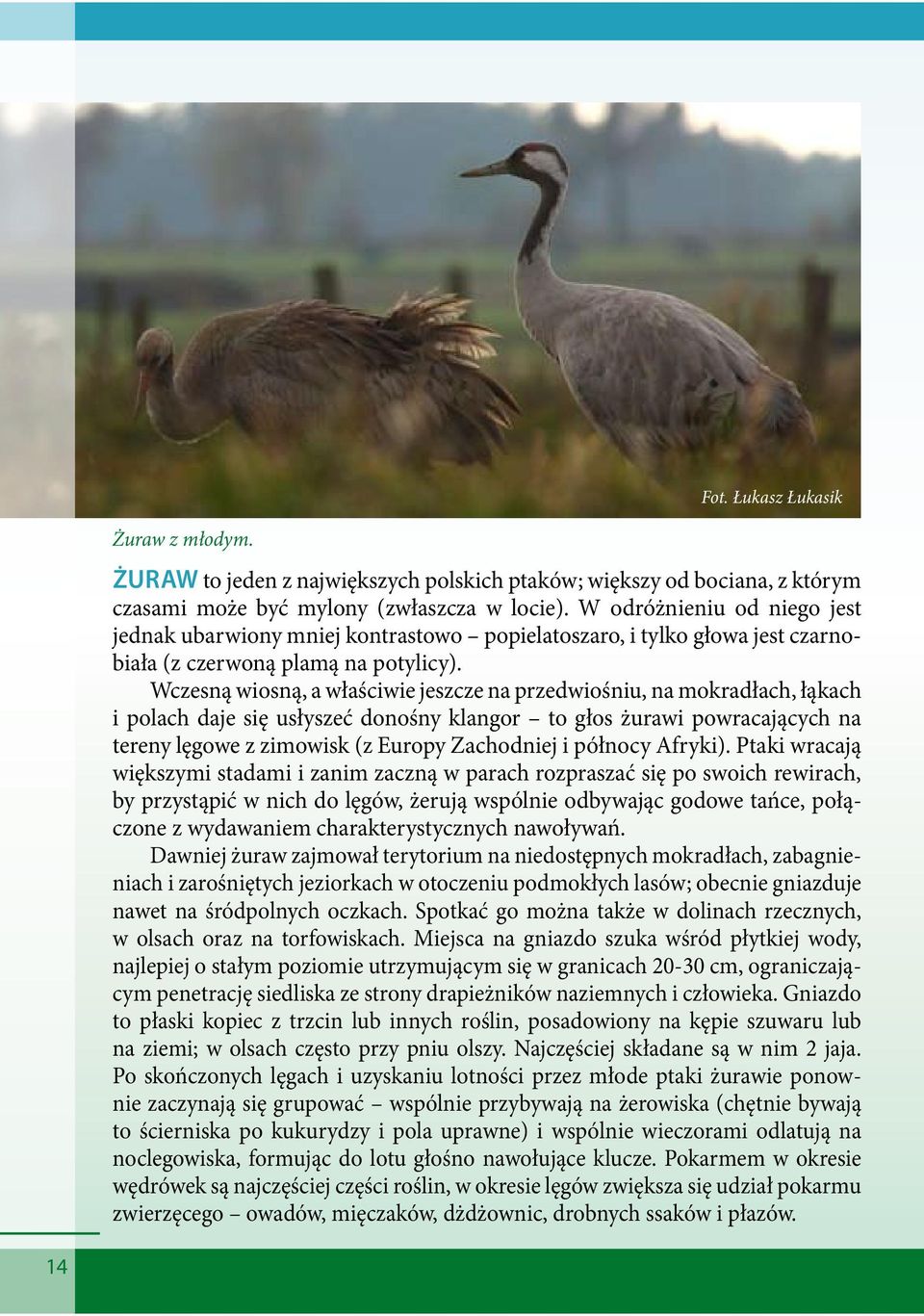 Wczesną wiosną, a właściwie jeszcze na przedwiośniu, na mokradłach, łąkach i polach daje się usłyszeć donośny klangor to głos żurawi powracających na tereny lęgowe z zimowisk (z Europy Zachodniej i
