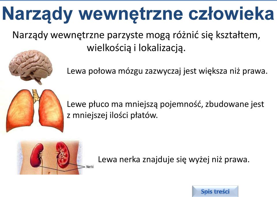 Lewa połowa mózgu zazwyczaj jest większa niż prawa.