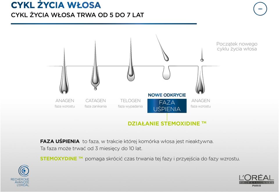 DZIAŁANIE STEMOXIDINE TM FAZA UŚPIENIA to faza, w trakcie której komórka włosa jest nieaktywna.