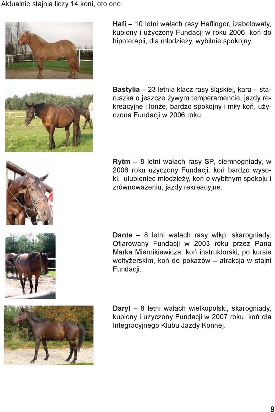 Rytm 8 letni wałach rasy SP, ciemnogniady, w 2006 roku użyczony Fundacji, koń bardzo wysoki, ulubieniec młodzieży, koń o wybitnym spokoju i zrównoważeniu, jazdy rekreacyjne.