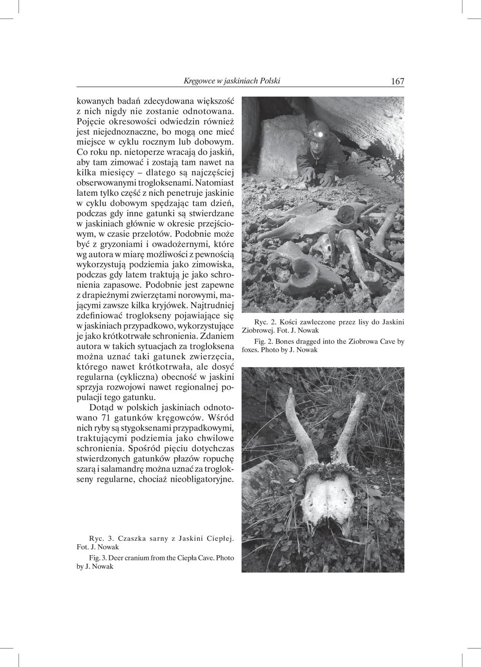 nietoperze wracają do jaskiń, aby tam zimować i zostają tam nawet na kilka miesięcy dlatego są najczęściej obserwowanymi trogloksenami.