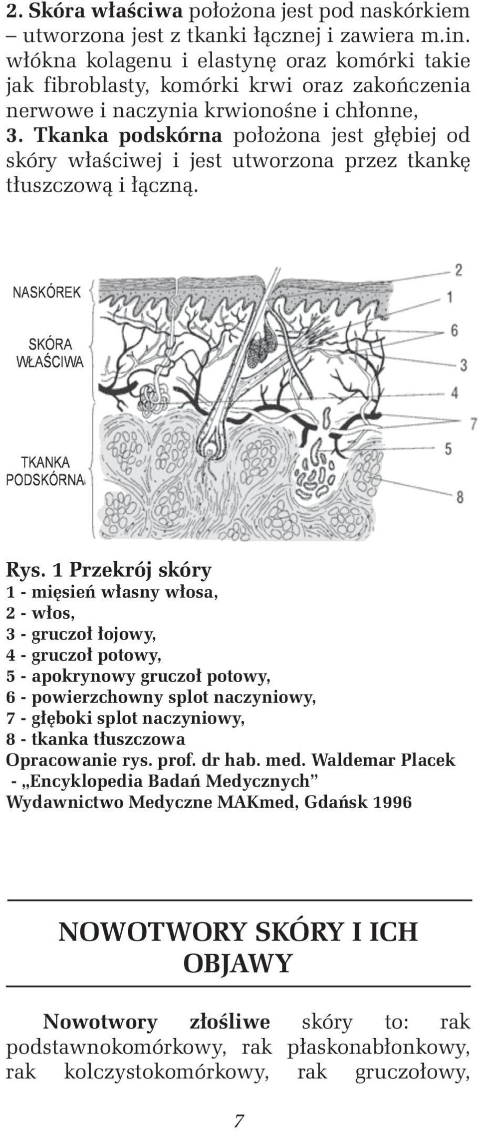 Tkanka podskórna położona jest głębiej od skóry właściwej i jest utworzona przez tkankę tłuszczową i łączną. Rys.