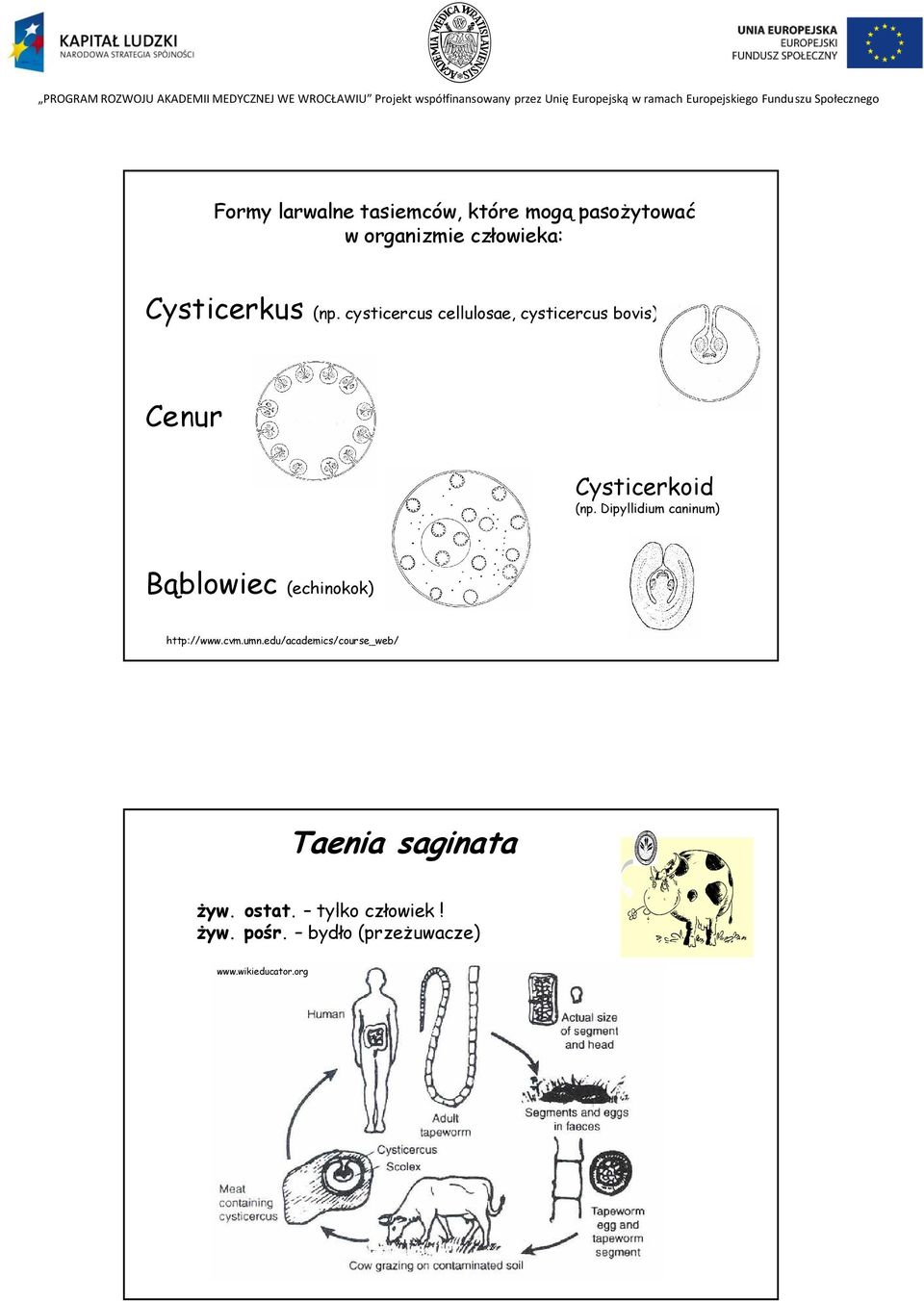 Dipyllidium caninum) Bąblowiec (echinokok) http://www.cvm.umn.