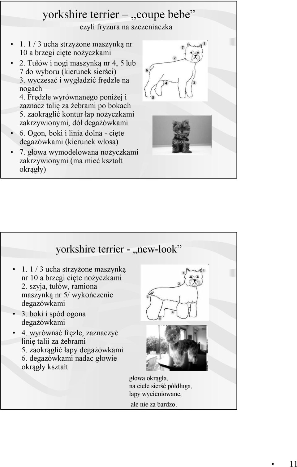 Ogon, boki i linia dolna - cięte degazówkami (kierunek włosa) 7. głowa wymodelowana nożyczkami zakrzywionymi (ma mieć kształt okrągły) yorkshire terrier - new-look 1.