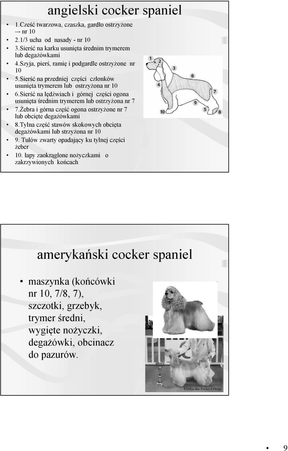 Sierść na lędźwiach i górnej części ogona usunięta średnim trymerem lub ostrzyżona nr 7 7.Żebra i górna część ogona ostrzyżone nr 7 lub obcięte degażówkami 8.