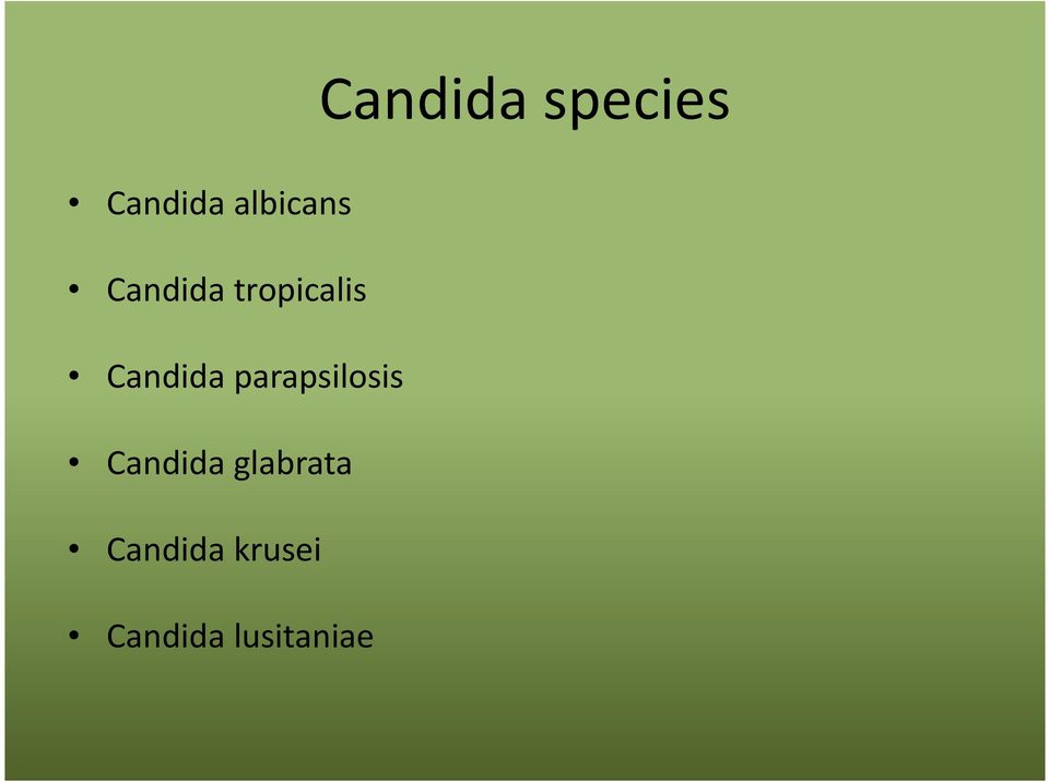 Candida parapsilosis Candida