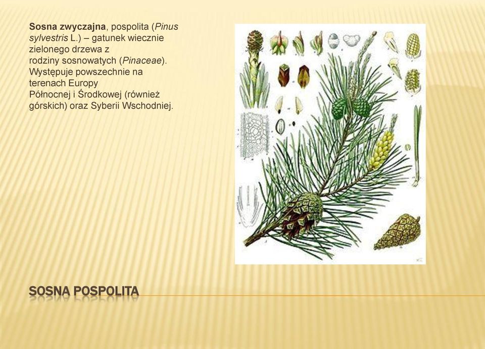 (Pinaceae).