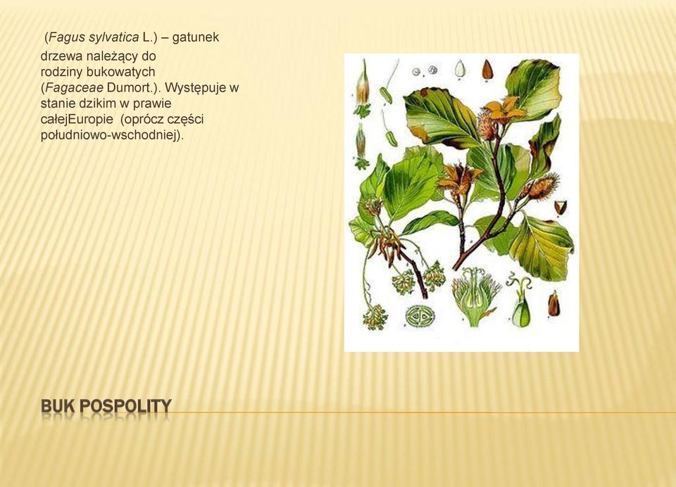 bukowatych (Fagaceae Dumort.).