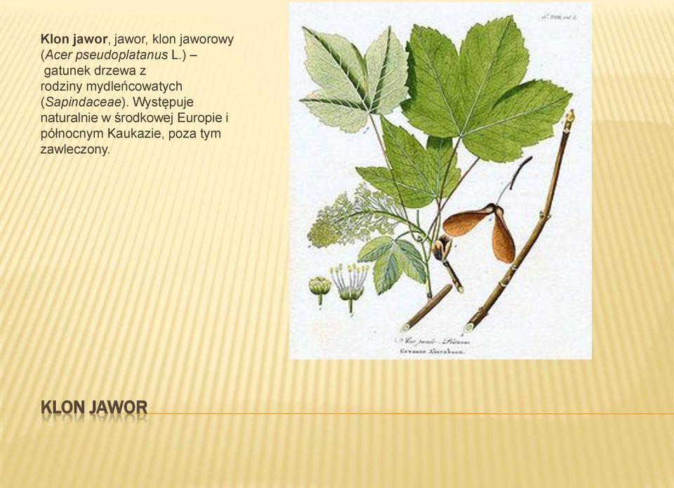 ) gatunek drzewa z rodziny mydleńcowatych