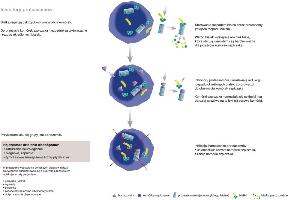 Inhibitory proteasomów, umożliwiają redukcję rozpadu określonych białek, co prowadzi do obumarcia komórek szpiczaka.