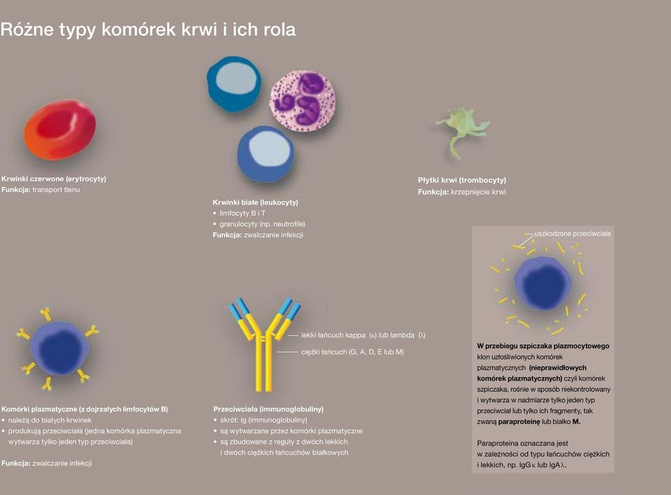 produkują przeciwciała (jedna komórka plazmatyczna wytwarza tylko jeden typ przeciwciała) Funkcja: zwalczanie infekcji lekki łańcuch kappa (k) lub lambda (l) ciężki łańcuch (G, A, D, E lub M)