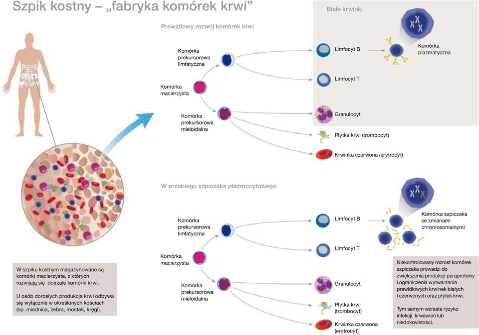 chromosomalnymi Limfocyt T W szpiku kostnym magazynowane są komórki macierzyste, z których rozwijają się dojrzałe komórki krwi.