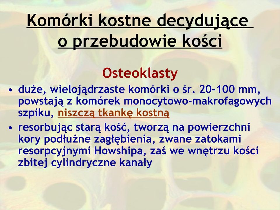 20-100 mm, powstają z komórek monocytowo-makrofagowych szpiku, niszczą tkankę