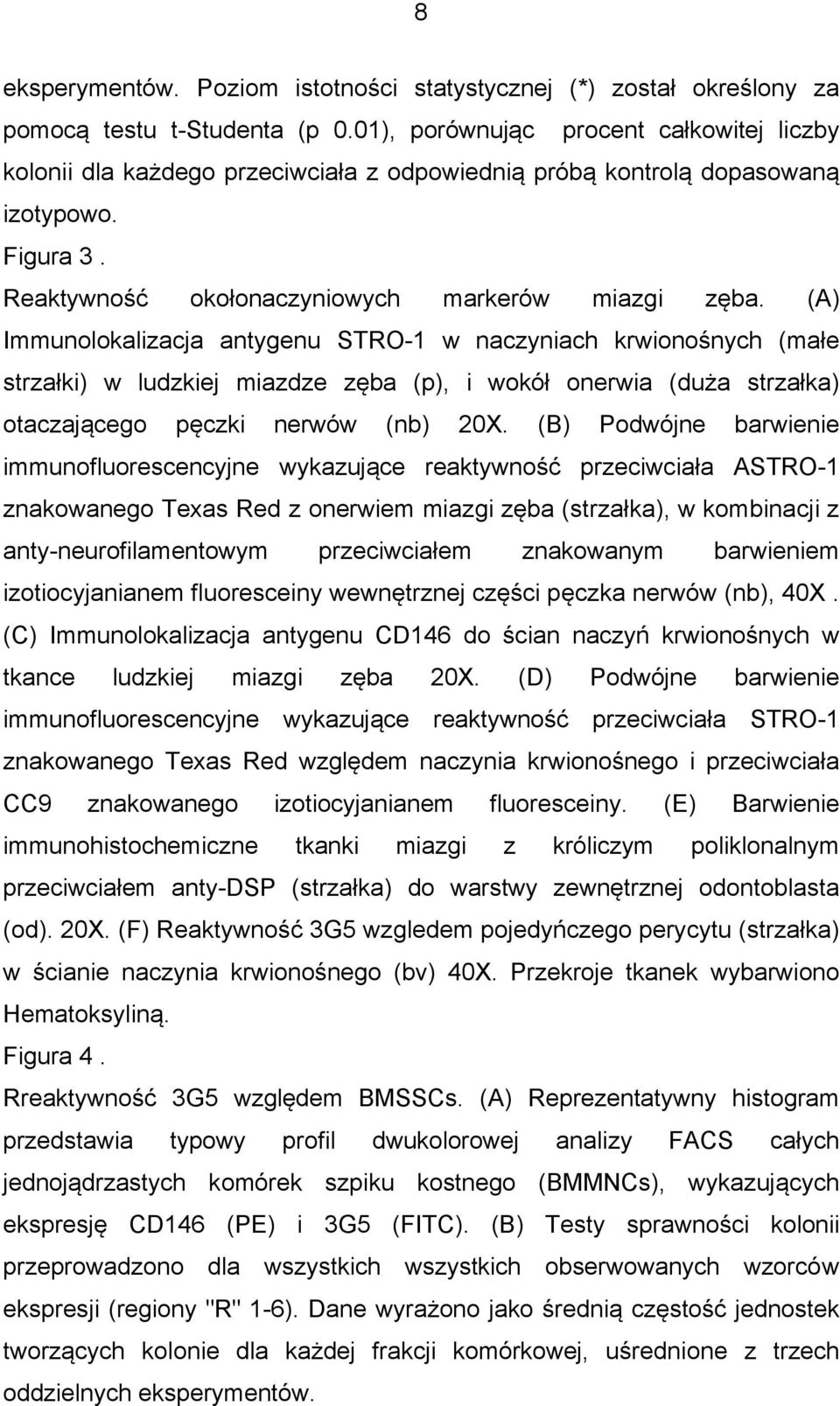 (A) Immunolokalizacja antygenu STRO-1 w naczyniach krwionośnych (małe strzałki) w ludzkiej miazdze zęba (p), i wokół onerwia (duża strzałka) otaczającego pęczki nerwów (nb) 20X.