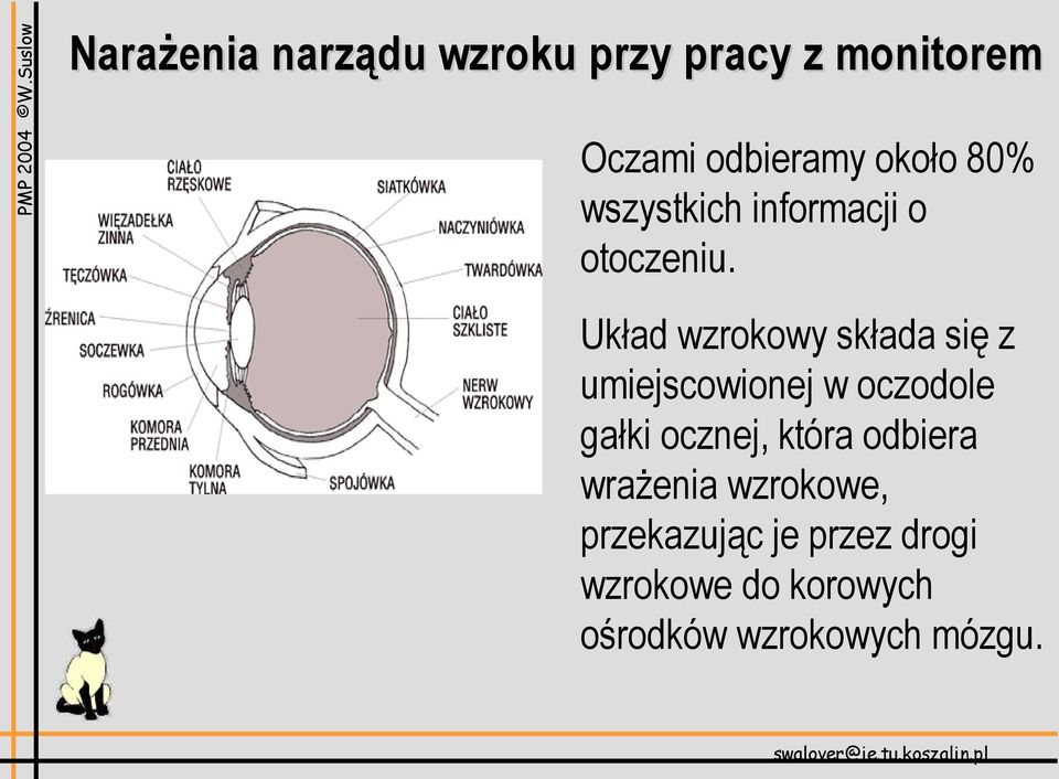 Układ wzrokowy składa się z umiejscowionej w oczodole gałki ocznej,