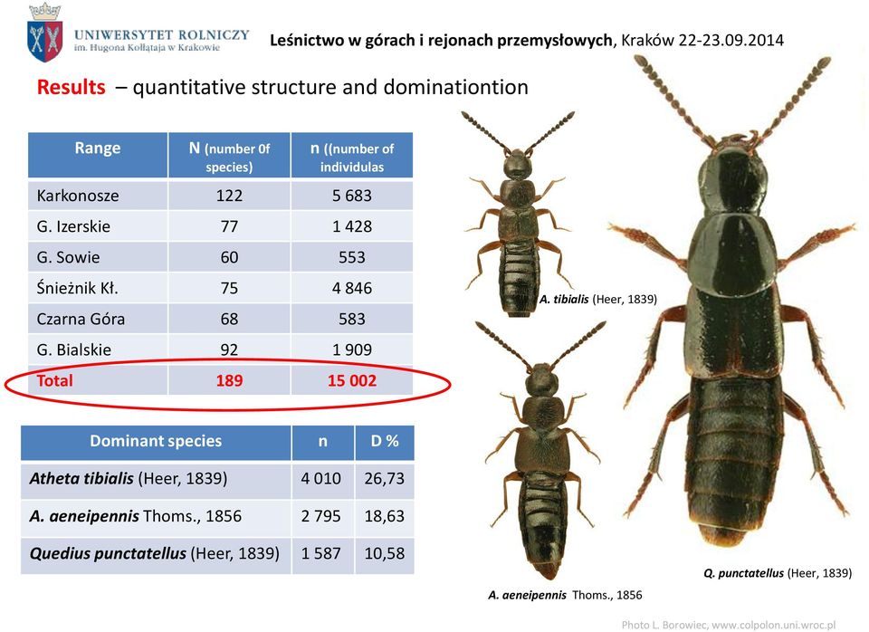 tibialis (Heer, 1839) Dominant species n D % Atheta tibialis (Heer, 1839) 4 010 26,73 A. aeneipennis Thoms.