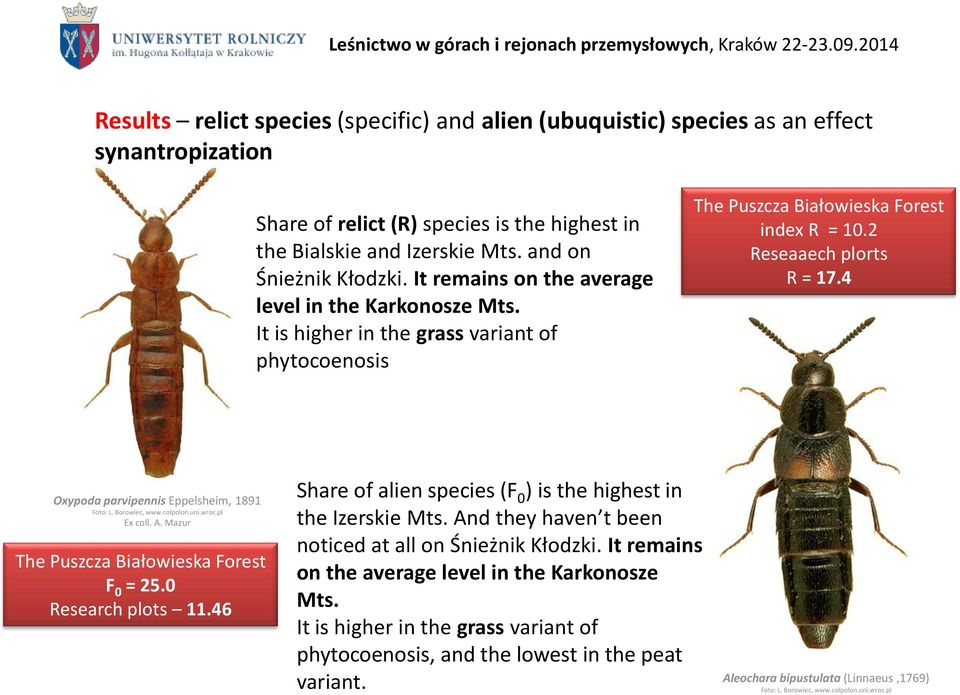 4 Oxypoda parvipennis Eppelsheim, 1891 Foto: L. Borowiec, www.colpolon.uni.wroc.pl Ex coll. A. Mazur The Puszcza Białowieska Forest F 0 = 25.0 Research plots 11.