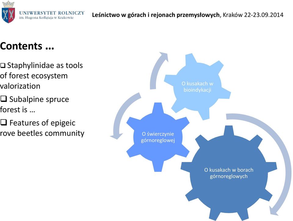 epigeic rove beetles community O świerczynie