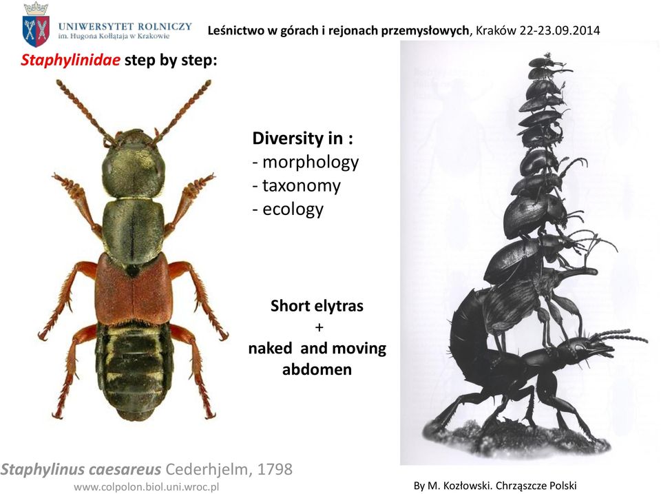 2014 Diversity in : - morphology - taxonomy - ecology Short elytras + naked