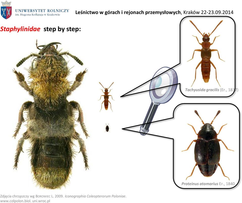 2014 Tachyusida gracilis (Er., 1837) Proteinus atomarius Er.