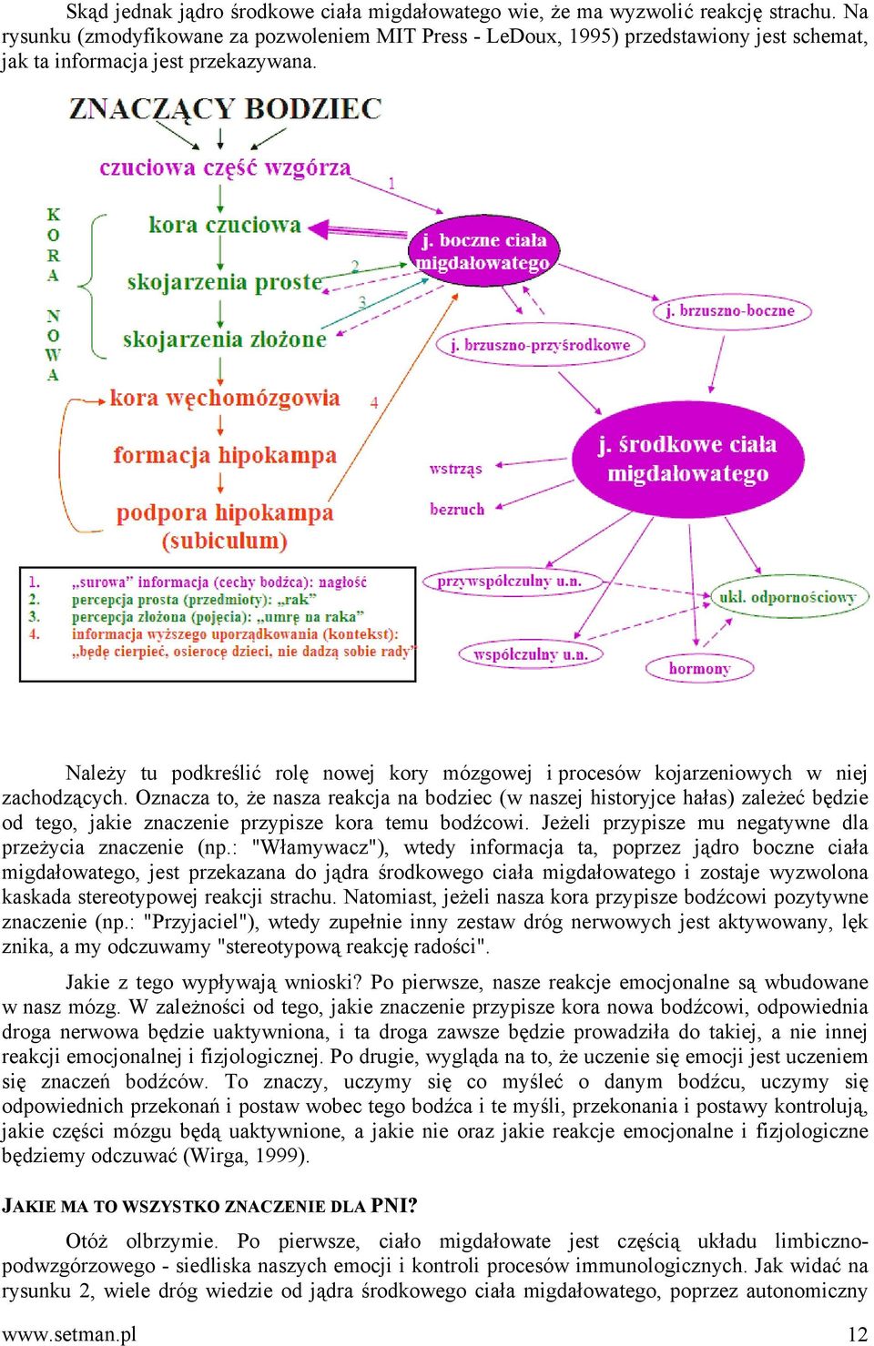 Należy tu podkreślić rolę nowej kory mózgowej i procesów kojarzeniowych w niej zachodzących.