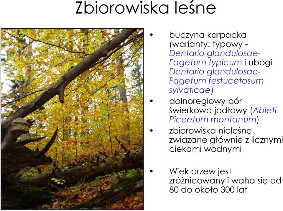 bór świerkowo-jodłowy (Abieti- Piceetum montanum) zbiorowiska nieleśne, związane