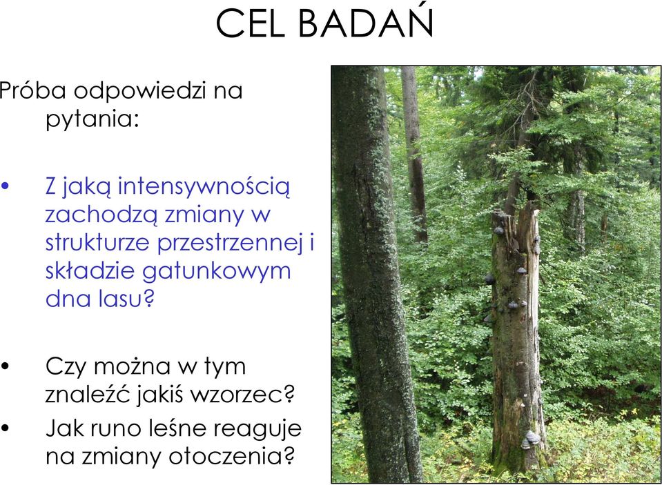 przestrzennej i składzie gatunkowym dna lasu?