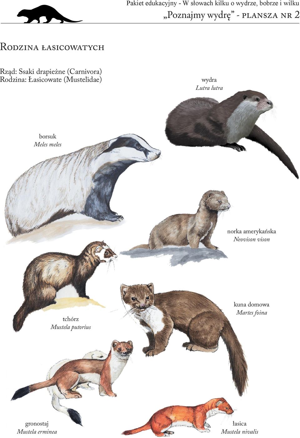 (Mustelidae) wydra Lutra lutra borsuk Meles meles norka amerykańska Neovison vison