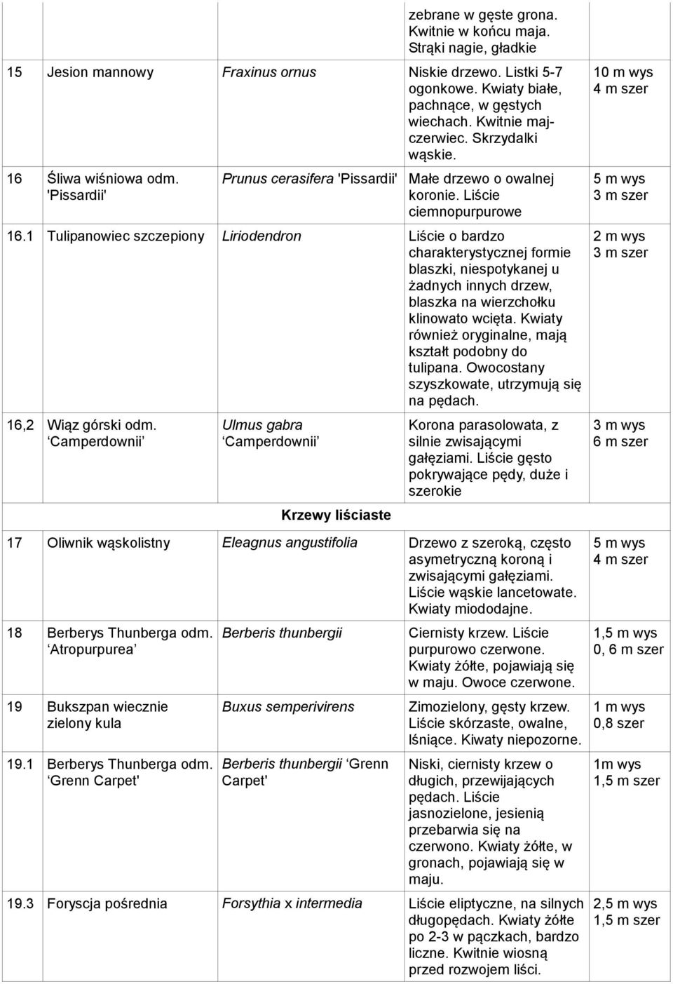 1 Tulipanowiec szczepiony Liriodendron Liście o bardzo charakterystycznej formie blaszki, niespotykanej u żadnych innych drzew, blaszka na wierzchołku klinowato wcięta.