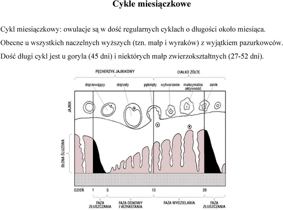 Obecne u wszystkich naczelnych wyższych (tzn.