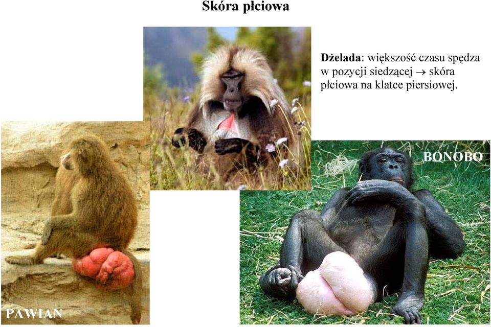 pozycji siedzącej skóra