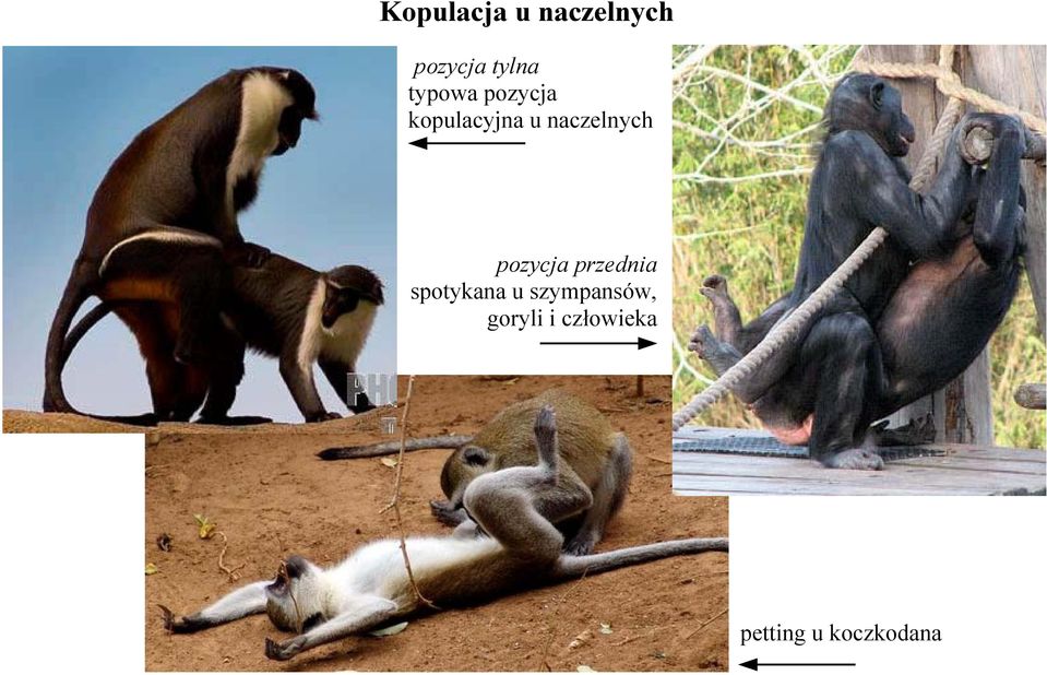 pozycja przednia spotykana u