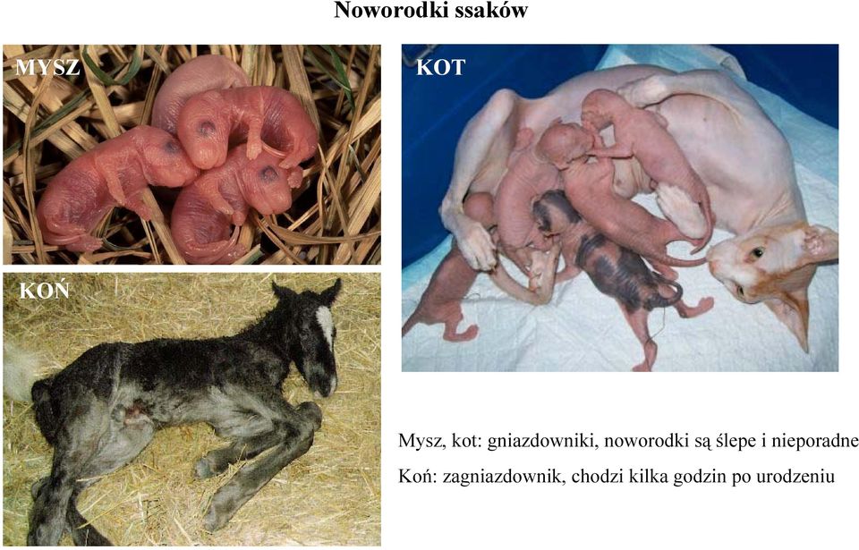są ślepe i nieporadne Koń: