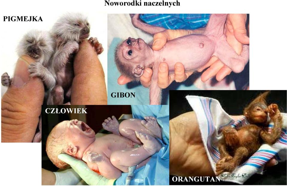PIGMEJKA