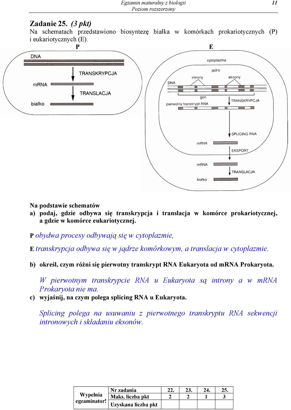 P obydwa procesy odbywają się w cytoplazmie, E transkrypcja odbywa się w jądrze komórkowym, a translacja w cytoplazmie. b) określ, czym różni się pierwotny transkrypt RNA Eukaryota od mrna Prokaryota.