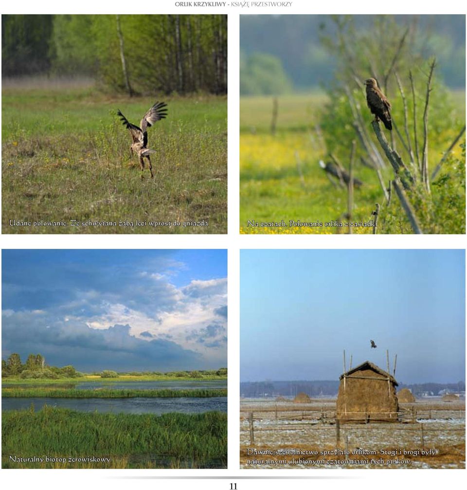 Polowanie orlika z zasiadki Naturalny biotop żerowiskowy