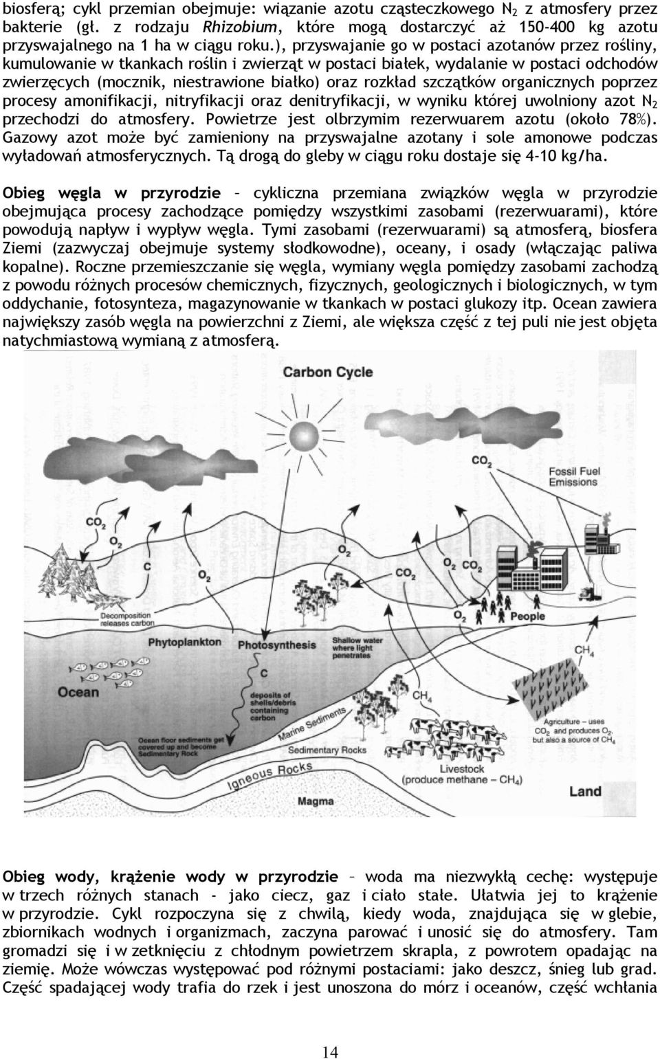 szczątków organicznych poprzez procesy amonifikacji, nitryfikacji oraz denitryfikacji, w wyniku której uwolniony azot N 2 przechodzi do atmosfery.