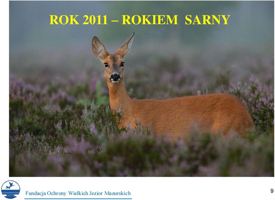 SARNY 9