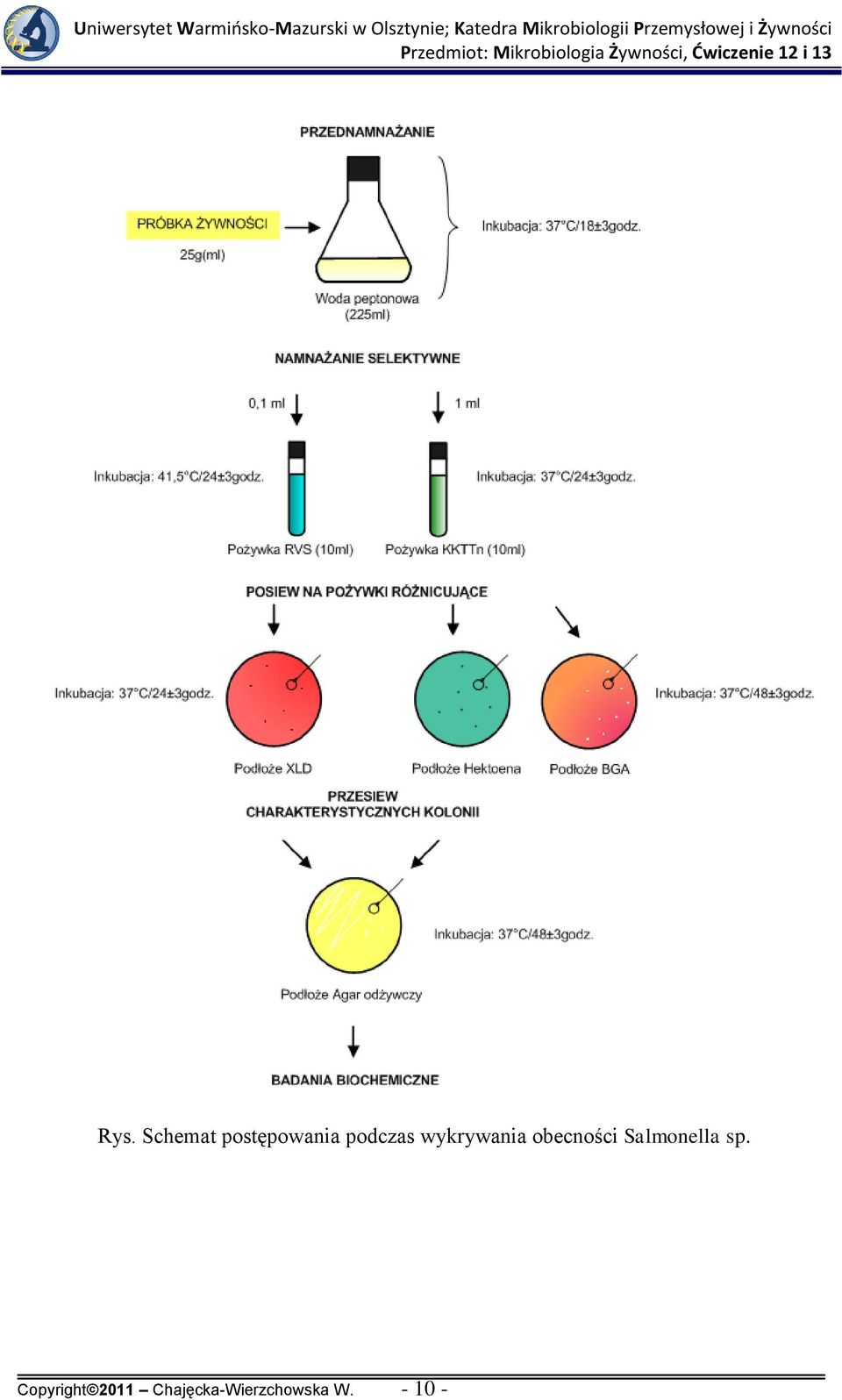 Salmonella sp.