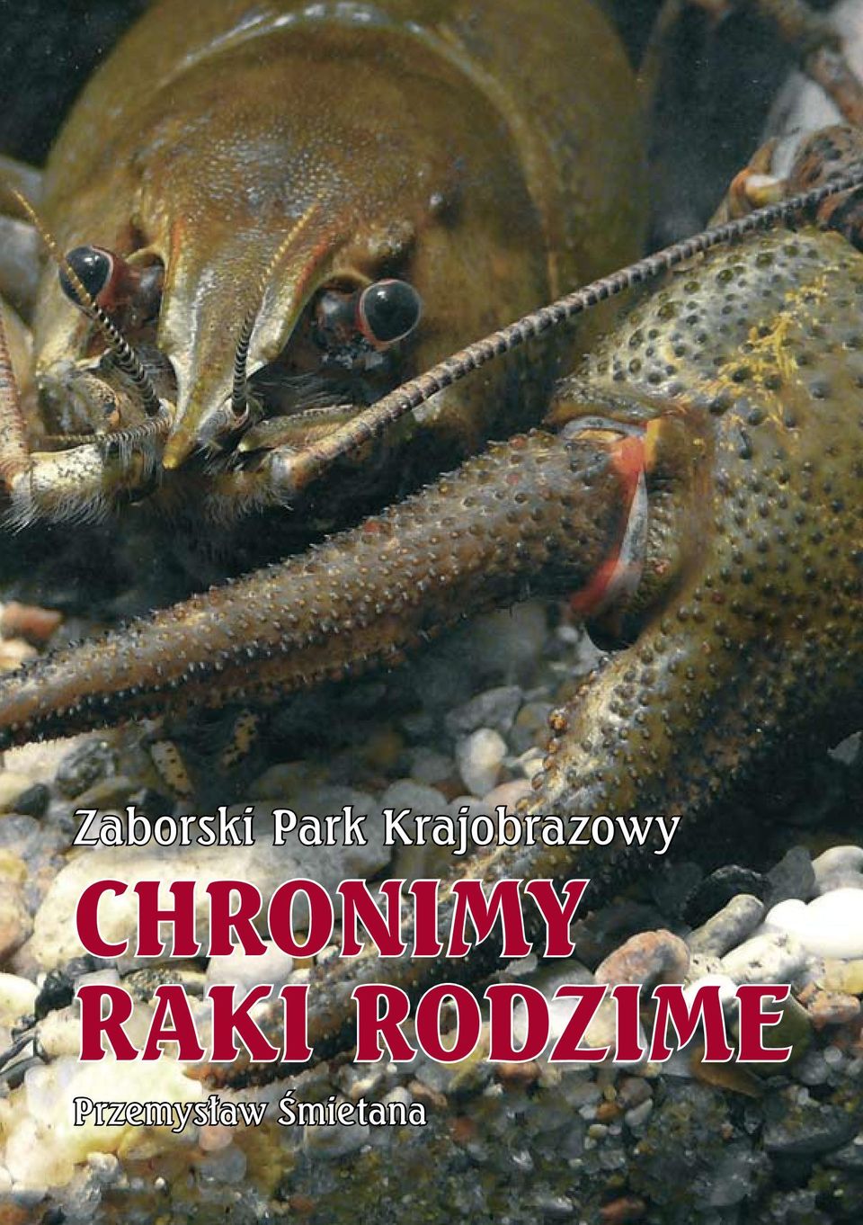 CHRONIMY RAKI