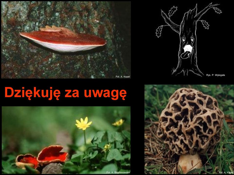 uwagę Fot. A.