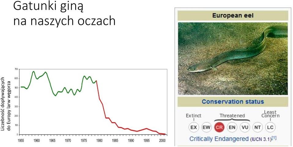 Europy larw węgorza