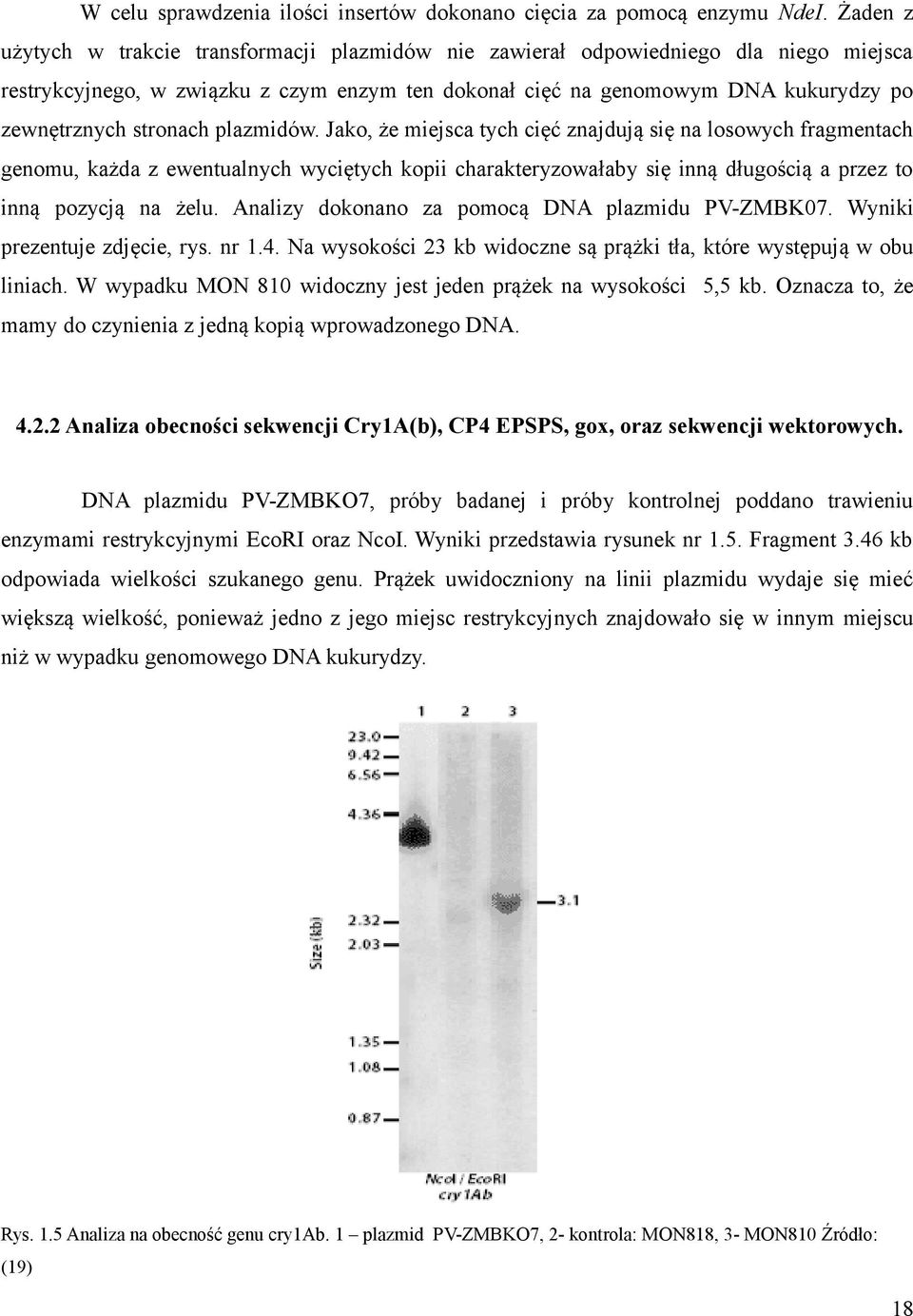 stronach plazmidów. Jako, że miejsca tych cięć znajdują się na losowych fragmentach genomu, każda z ewentualnych wyciętych kopii charakteryzowałaby się inną długością a przez to inną pozycją na żelu.