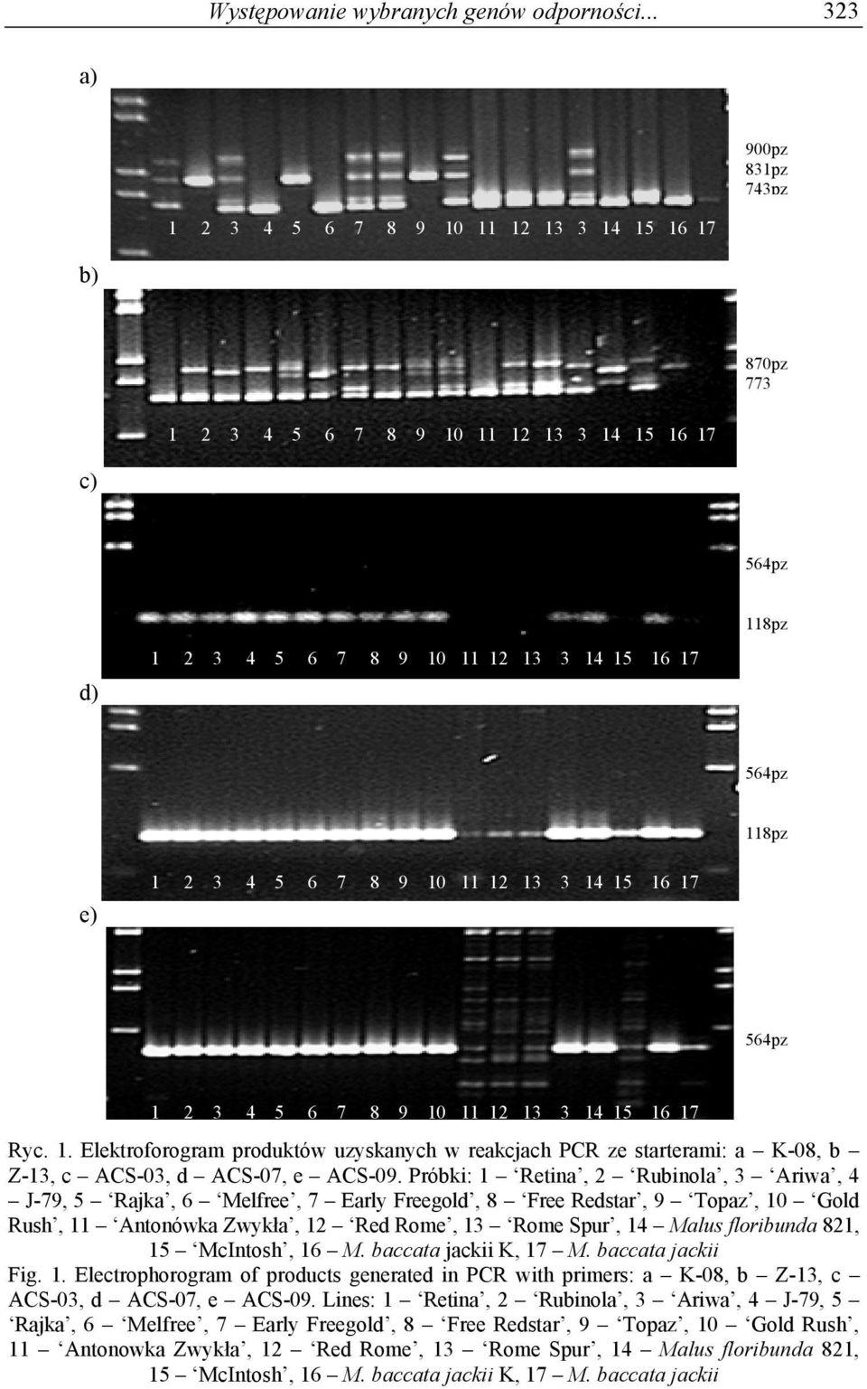 McIntosh, 16 M. baccata jackii K, 17 M. baccata jackii Fig. 1. Electrophorogram of products generated in PCR with primers: a K-08, b Z-13, c ACS-03, d ACS-07, e ACS-09.