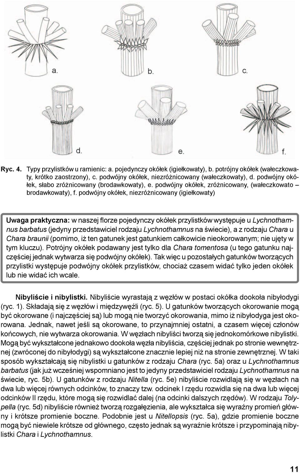 podwójny okó³ek, niezró nicowany (igie³kowaty) Uwaga praktyczna: w naszej florze pojedynczy okó³ek przylistków wystêpuje u Lychnothamnus barbatus (jedyny przedstawiciel rodzaju Lychnothamnus na