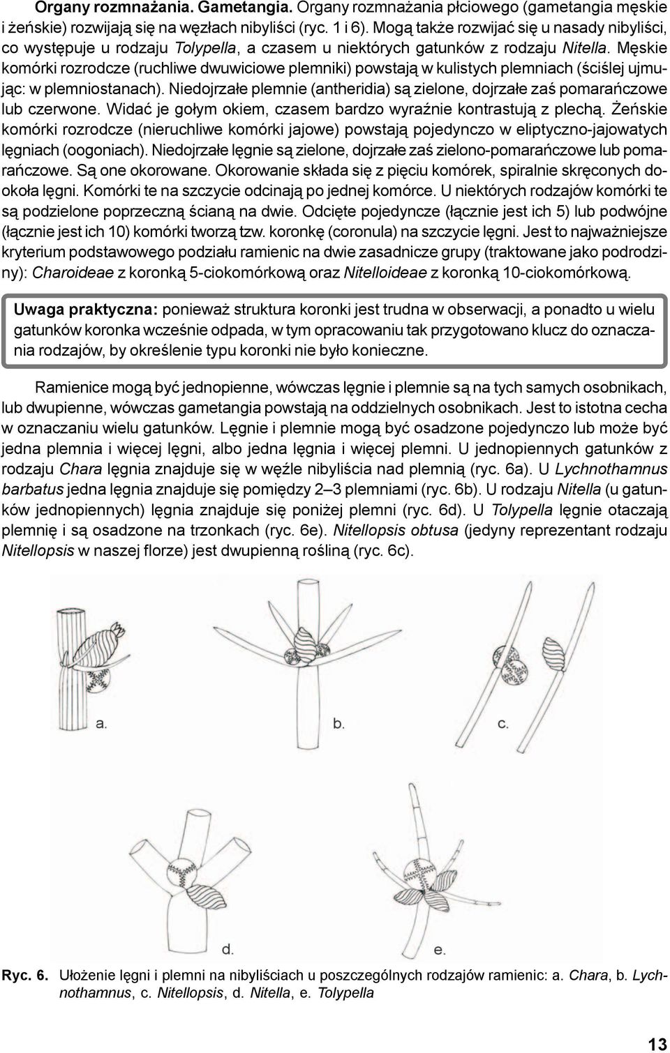 Mêskie komórki rozrodcze (ruchliwe dwuwiciowe plemniki) powstaj¹ w kulistych plemniach (œciœlej ujmuj¹c: w plemniostanach).