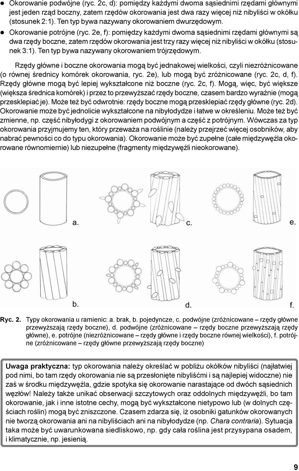 2e, f): pomiêdzy ka dymi dwoma s¹siednimi rzêdami g³ównymi s¹ dwa rzêdy boczne, zatem rzêdów okorowania jest trzy razy wiêcej ni nibyliœci w okó³ku (stosunek 3:1).