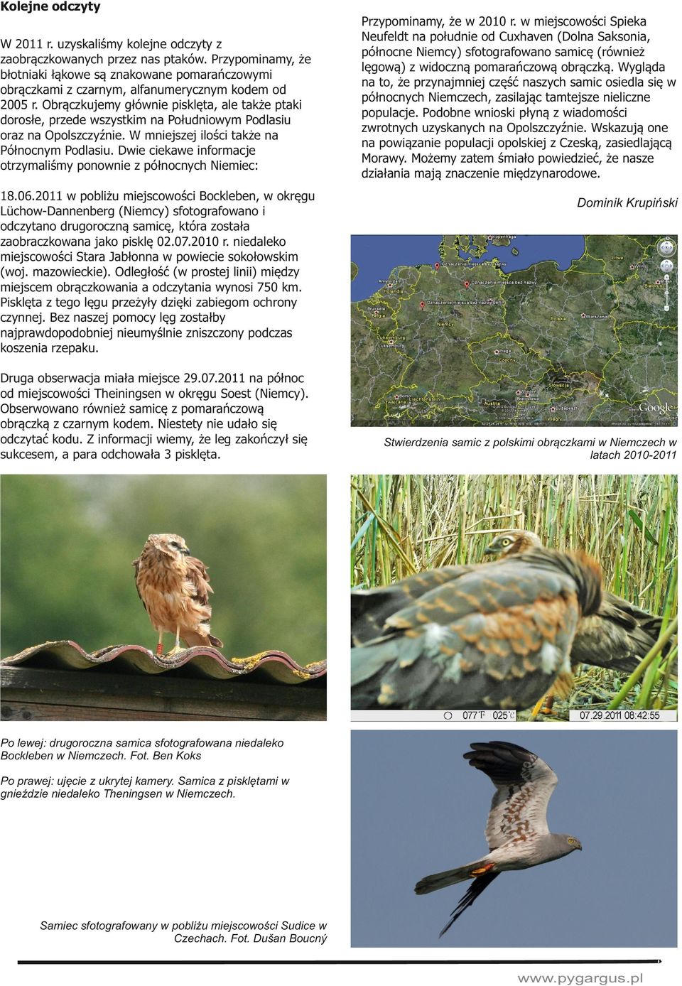 Obrączkujemy głównie pisklęta, ale także ptaki dorosłe, przede wszystkim na Południowym Podlasiu oraz na Opolszczyźnie. W mniejszej ilości także na Północnym Podlasiu.